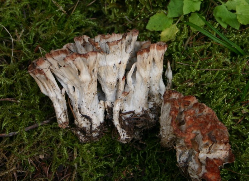 Cotylidia pannosa? (Cotylidia pannosa)